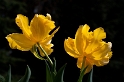 24 Blume D33_5172